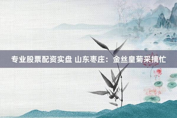 专业股票配资实盘 山东枣庄：金丝皇菊采摘忙